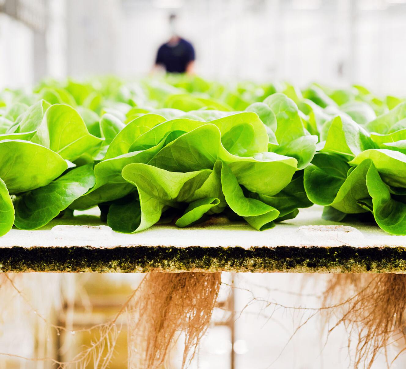 Living lettuce